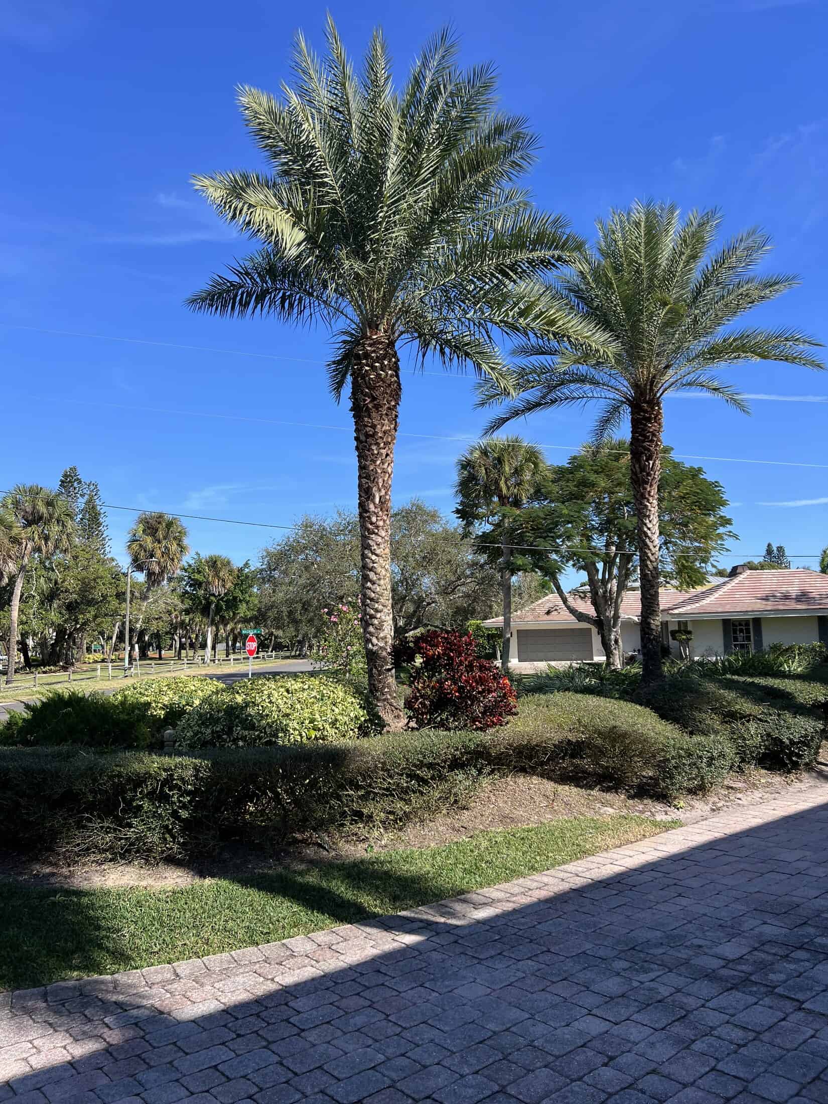 Maintained property entry with palms and lawn detail